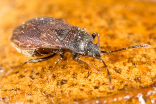 Drymus brunneus